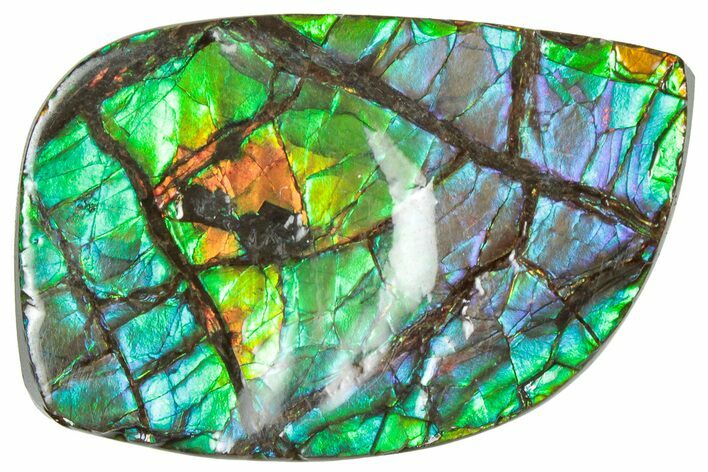 Iridescent Ammolite (Fossil Ammonite Shell) - Blues/Greens #310324